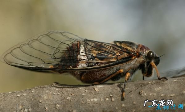 世界上嗓门最大的十种动物 抹香鲸以230分贝位居第一