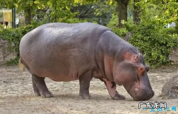 世界上嗓门最大的十种动物 抹香鲸以230分贝位居第一