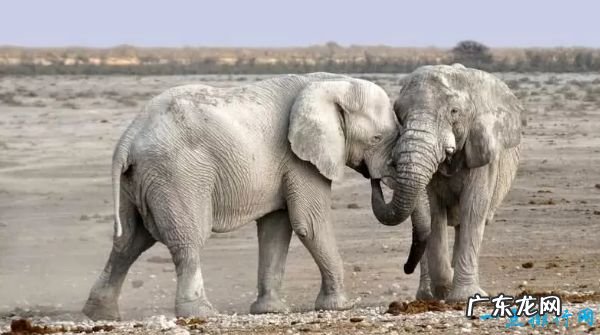 世界上嗓门最大的十种动物 抹香鲸以230分贝位居第一