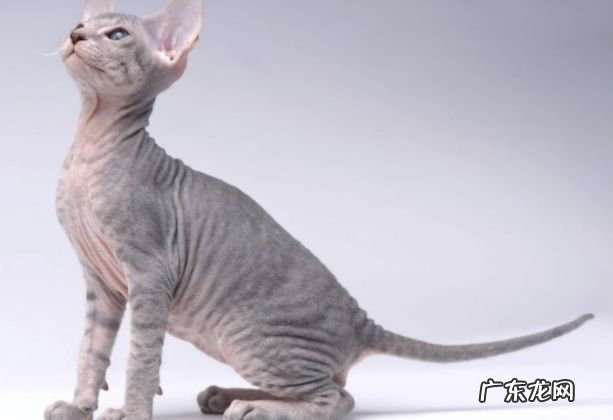 2017年最贵的猫品种排行榜 最贵的竟要10万美元!