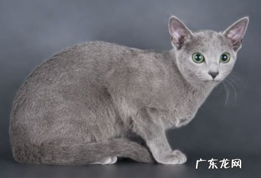 2017年最贵的猫品种排行榜 最贵的竟要10万美元!