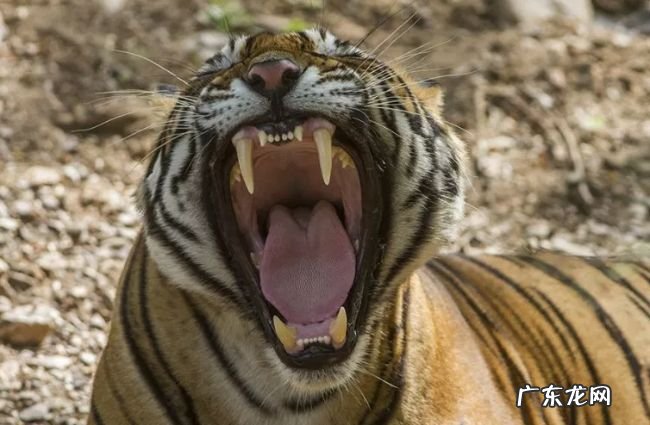 关于老虎的十大事实 了解一下你所不知道的百兽之王