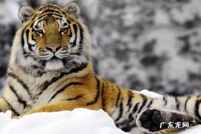 关于老虎的十大事实 了解一下你所不知道的百兽之王