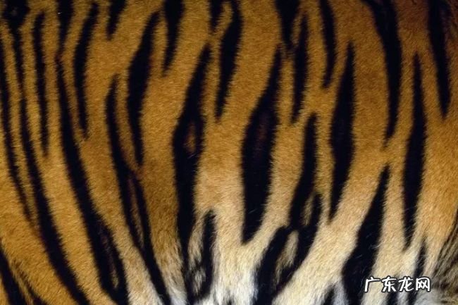 关于老虎的十大事实 了解一下你所不知道的百兽之王