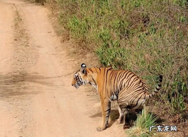 关于老虎的十大事实 了解一下你所不知道的百兽之王