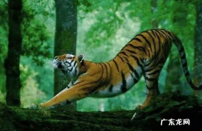关于老虎的十大事实 了解一下你所不知道的百兽之王