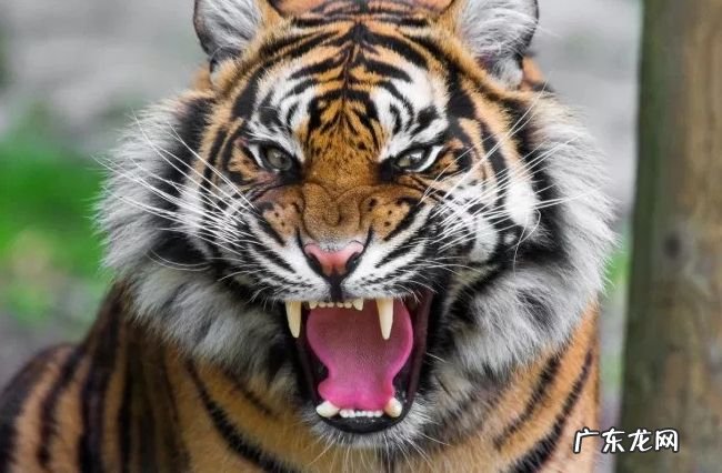 关于老虎的十大事实 了解一下你所不知道的百兽之王