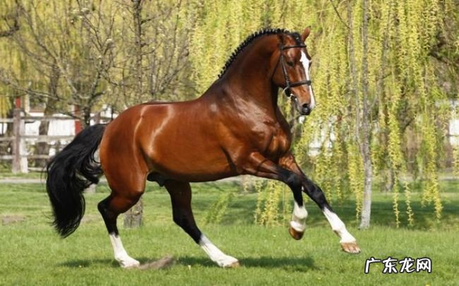 世界上最贵的十大马品种 阿拉伯马售价十万美元