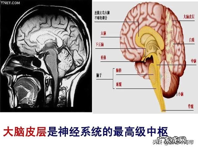 中医基础中,气是如何运动的,它有哪些分类