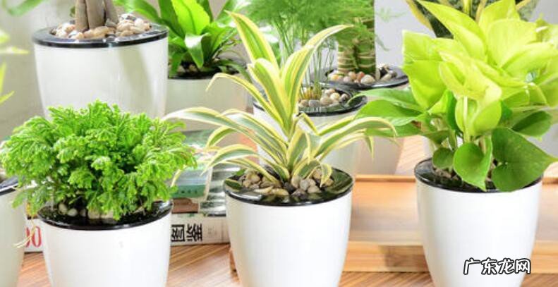 12种客厅植物带来好运