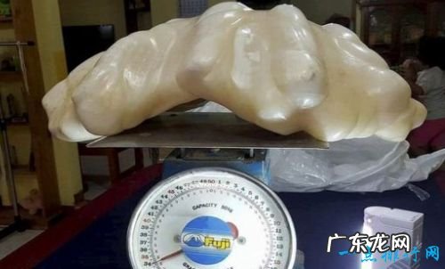 重68斤 世界上最大的珍珠 你肯定没见过