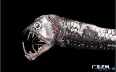 世界上最恐怖的动物 这种鱼竟致300多人死亡