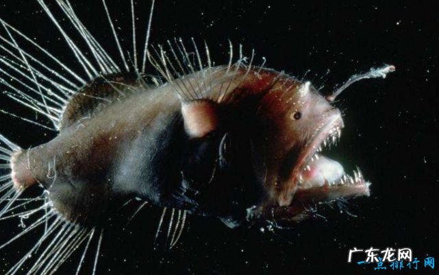 世界上最恐怖的动物 这种鱼竟致300多人死亡