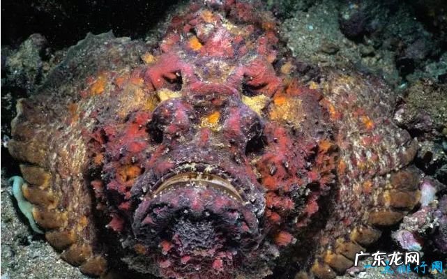 世界上最恐怖的动物 这种鱼竟致300多人死亡
