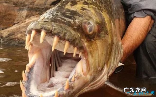 世界上最恐怖的动物 这种鱼竟致300多人死亡