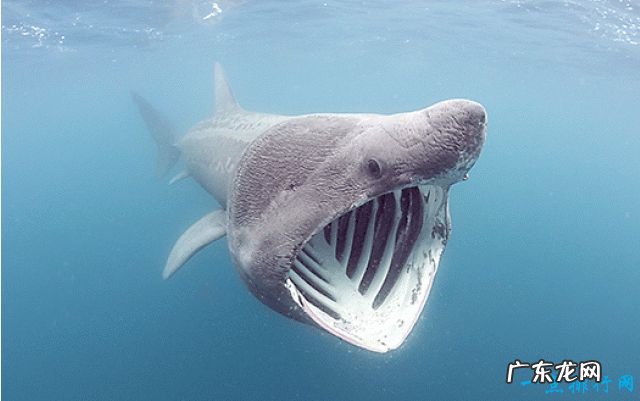 世界上最恐怖的动物 这种鱼竟致300多人死亡