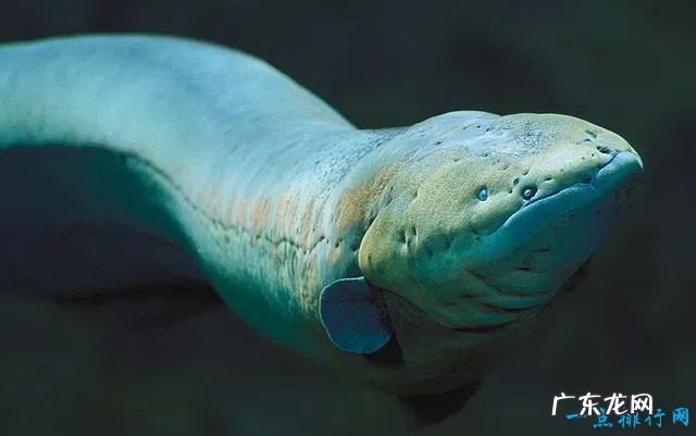 世界上最恐怖的动物 这种鱼竟致300多人死亡