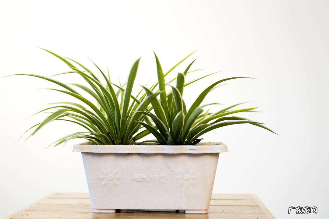 最旺家的六种花草