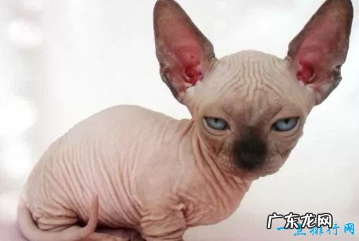 世界十大宠物猫排名 最珍贵的品种猫