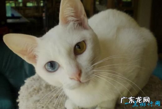 世界十大宠物猫排名 最珍贵的品种猫