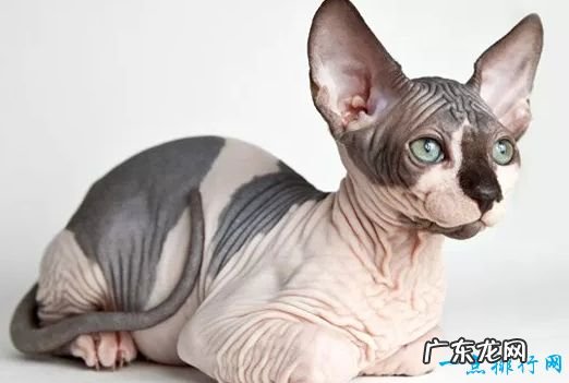 世界十大宠物猫排名 最珍贵的品种猫