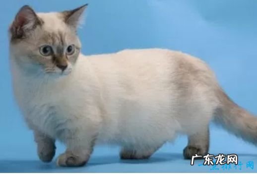 世界十大宠物猫排名 最珍贵的品种猫