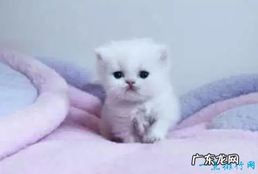 世界十大宠物猫排名 最珍贵的品种猫