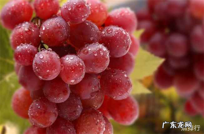 十大葡萄品种大全 中国最好吃的葡萄排名