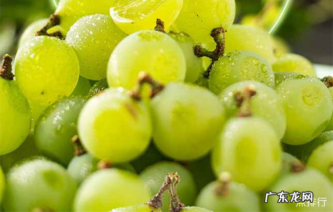 十大葡萄品种大全 中国最好吃的葡萄排名