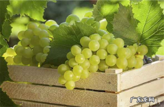 十大葡萄品种大全 中国最好吃的葡萄排名