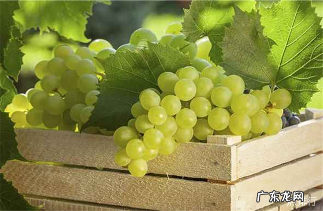 十大葡萄品种大全 中国最好吃的葡萄排名