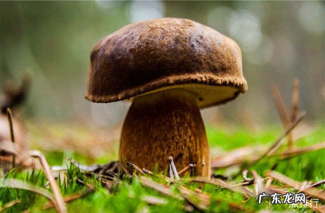 免疫力低吃什么好 十大增强免疫力食物排行榜