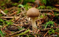 梦见采蘑菇是什么寓意解梦