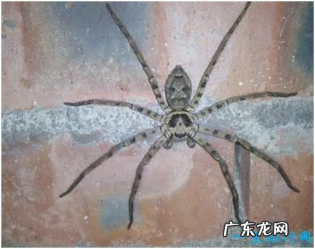 世界上最大的室内蜘蛛,白额高脚蛛体长10厘米,是蟑螂克星