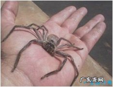 世界上最大的室内蜘蛛，白额高脚蛛体长10厘米，是蟑螂克星
