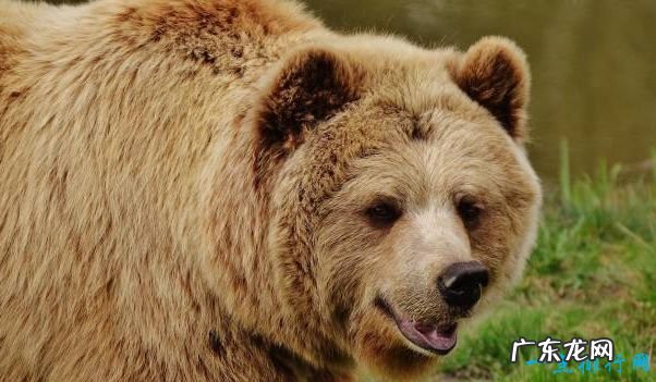 重239吨 世界上最大的动物 蓝鲸身长33米