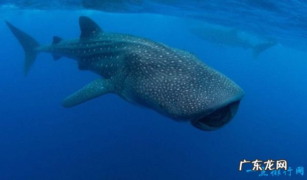 重239吨 世界上最大的动物 蓝鲸身长33米