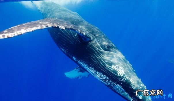 重239吨 世界上最大的动物 蓝鲸身长33米