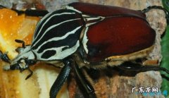 重239吨 世界上最大的动物 蓝鲸身长33米