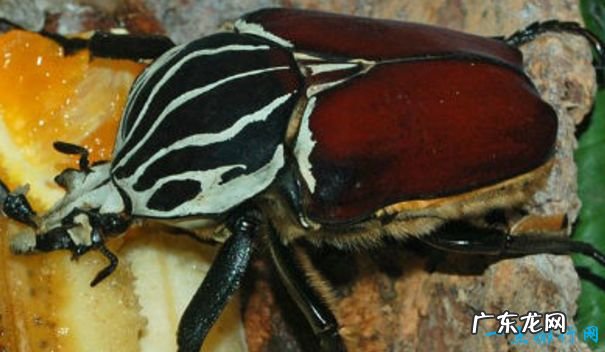 重239吨 世界上最大的动物 蓝鲸身长33米