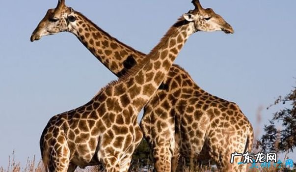 重239吨 世界上最大的动物 蓝鲸身长33米