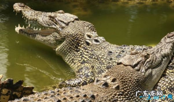 重239吨 世界上最大的动物 蓝鲸身长33米