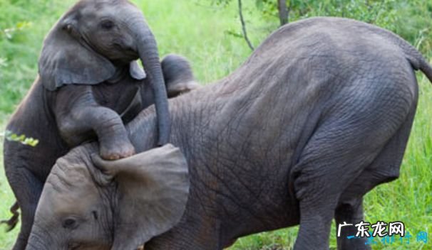 重239吨 世界上最大的动物 蓝鲸身长33米