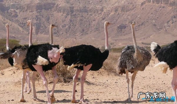 重239吨 世界上最大的动物 蓝鲸身长33米