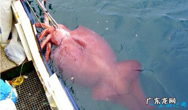 重239吨 世界上最大的动物 蓝鲸身长33米