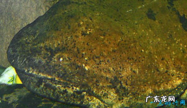 重239吨 世界上最大的动物 蓝鲸身长33米