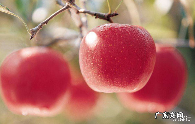 夏天吃什么水果好 夏天最适合吃的十种水果