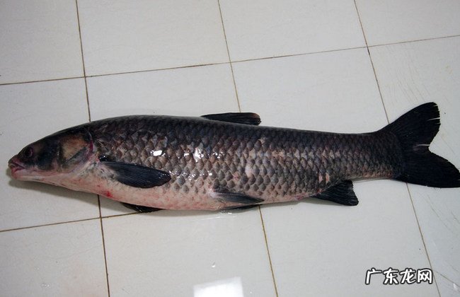 中国四大家鱼是哪四种 四大家鱼哪个最好吃