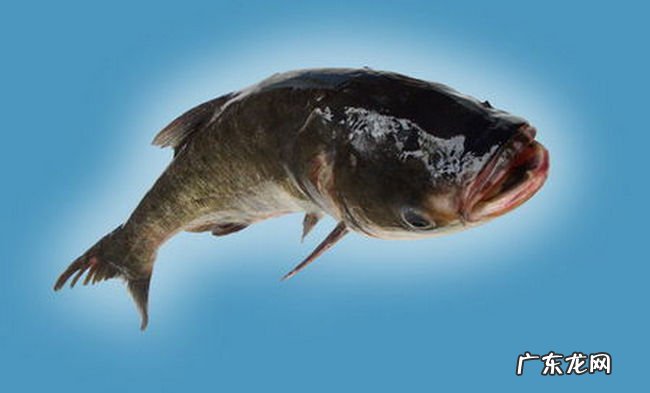 中国四大家鱼是哪四种 四大家鱼哪个最好吃