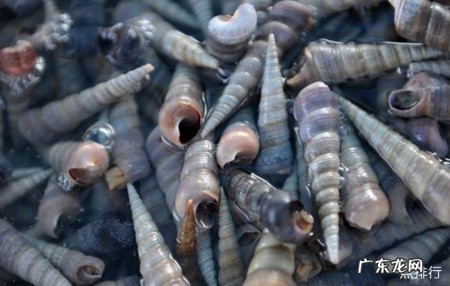 十种受欢迎的海鲜 人们经常吃的海鲜有什么